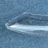 Mazda RX8 2001-2010 Front Headlight Transparent Cover