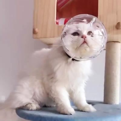 Cats Muzzles Breathable Transparent Muzzle Grooming Mask Astronaut Helmet Updated Vent Holes Anti-Bite for Nail Trimming