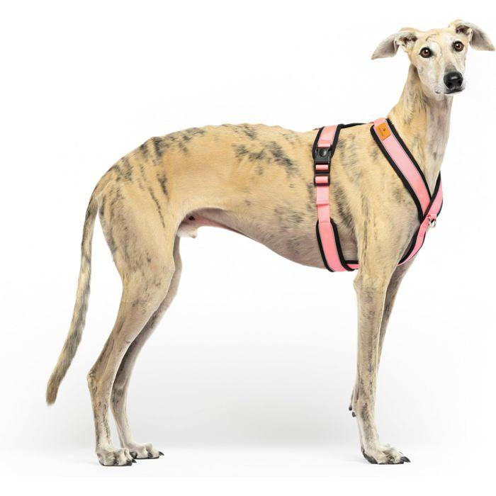 Harnais Anti-Traction - Y - Réfléchissant - Confort - Pour Chiens de Toutes Tailles