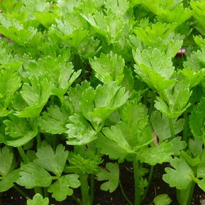  Gewone Snij σπόροι φρέσκων λαχανικών PREMIUM 0,2 γρ