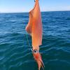 5Pcs Horizontal Glow Squid Jig Egi Set Wood Shrimp Artificial Bait For Squid Octopus Cuttlefish