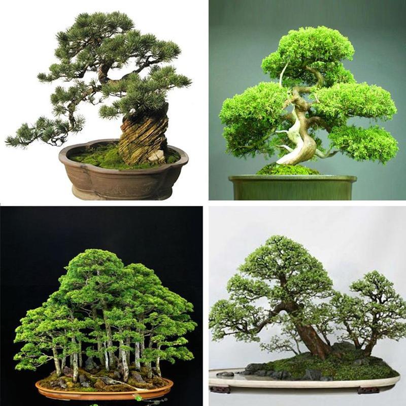 young bonsai Bonsai 101