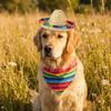 Lightweight Breathable Dogs Straw Hat Funny Mini Mexican Straw Cap Striped Scarf Beach Party Hat Beach