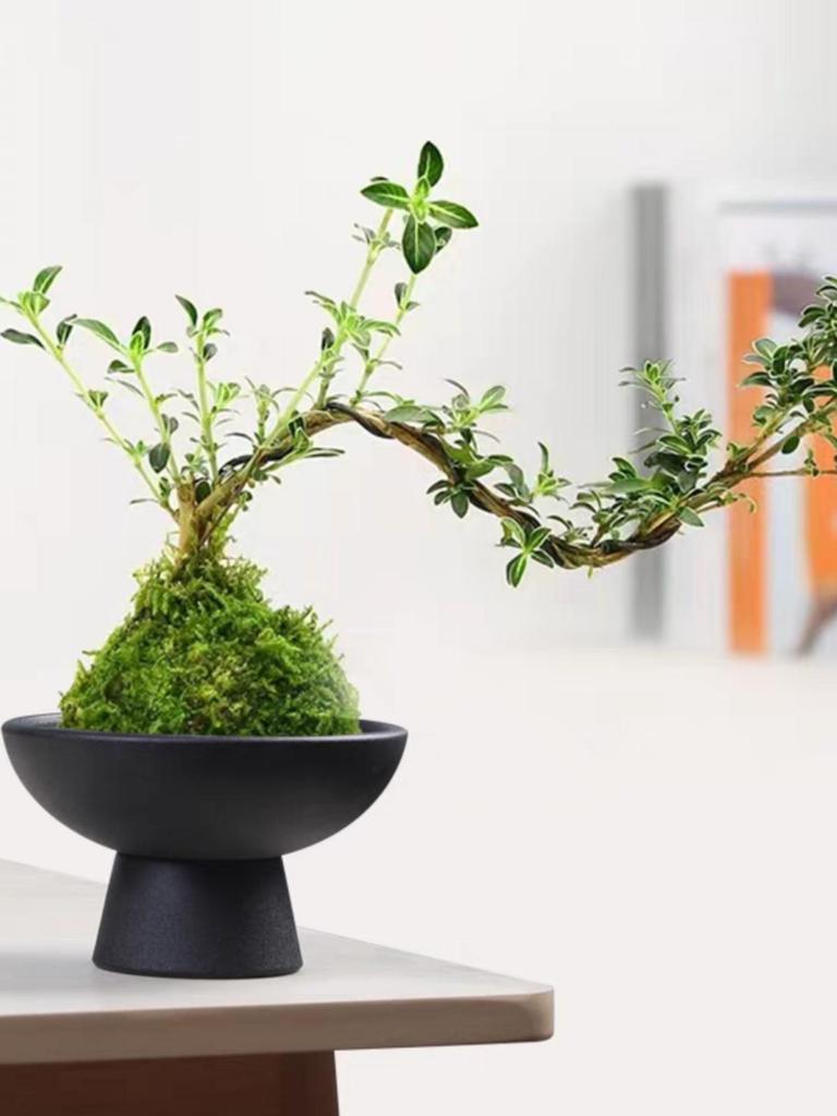 Modern Ceramic Tea Snack Plate with Fern Hydroponic Plant Holder