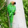 Tree Stump Parrot Ornament, Waterproof Resin Parrot Statue with Realistic Feather Texture, Outdoor Wall Mount Macaw Bird Ornament for Garden Tree