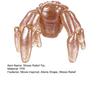Stressabbau Aliens Quetschspielzeug Weltraum Science-Fiction Filmfigur Inspiriert Aliens Sensorisches Spielzeug Sci-Fi Filmfans Sammlerstück Geschenk