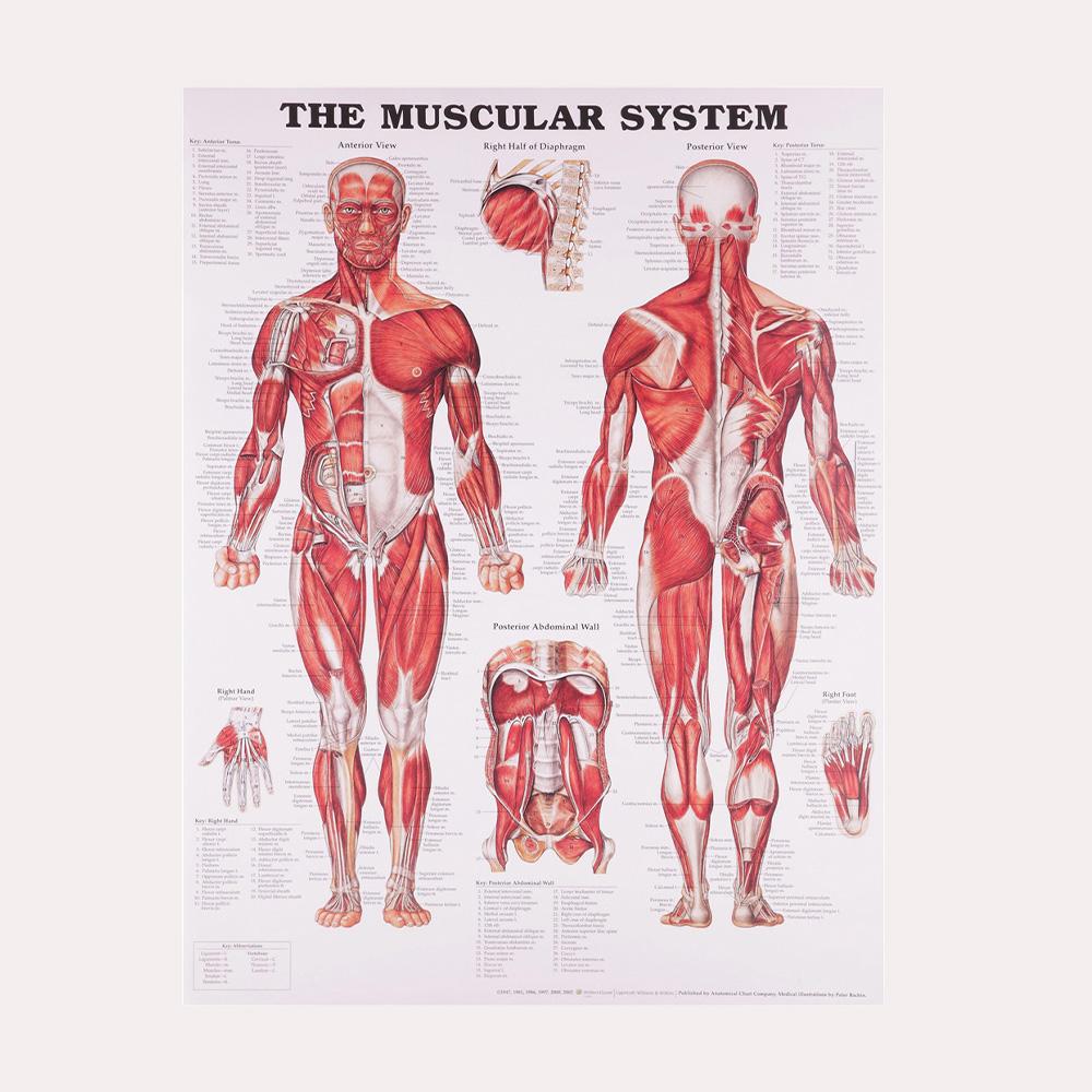 Anatomical Muscular System Poster Human Body Anatomy Chart Medical Educational Canvas for School Decor