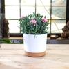 Circular Flowerpot Plastic Flowerpot With Tray Planting Pot Succulent Small Vegetable Potted Plant Gardening Supplies Home Decor