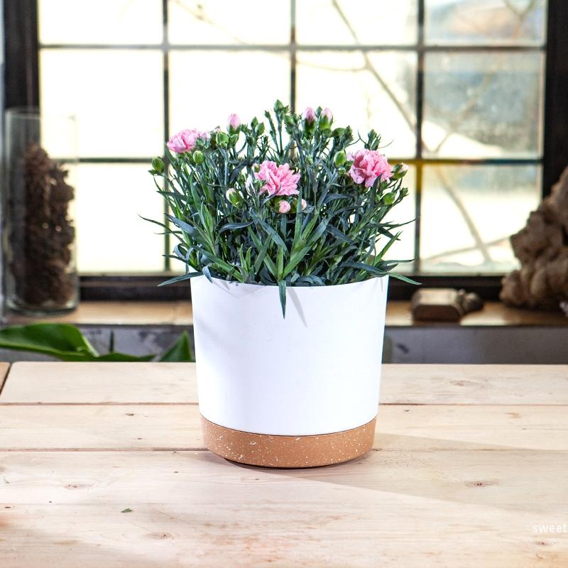 Circular Flowerpot Plastic Flowerpot With Tray Planting Pot Succulent Small Vegetable Potted Plant Gardening Supplies Home Decor