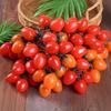 Soft Plastic Fake Small Tomato Realistic Lifelike Tomato Model Handicrafts Tomatoes Ornament Photography Prop