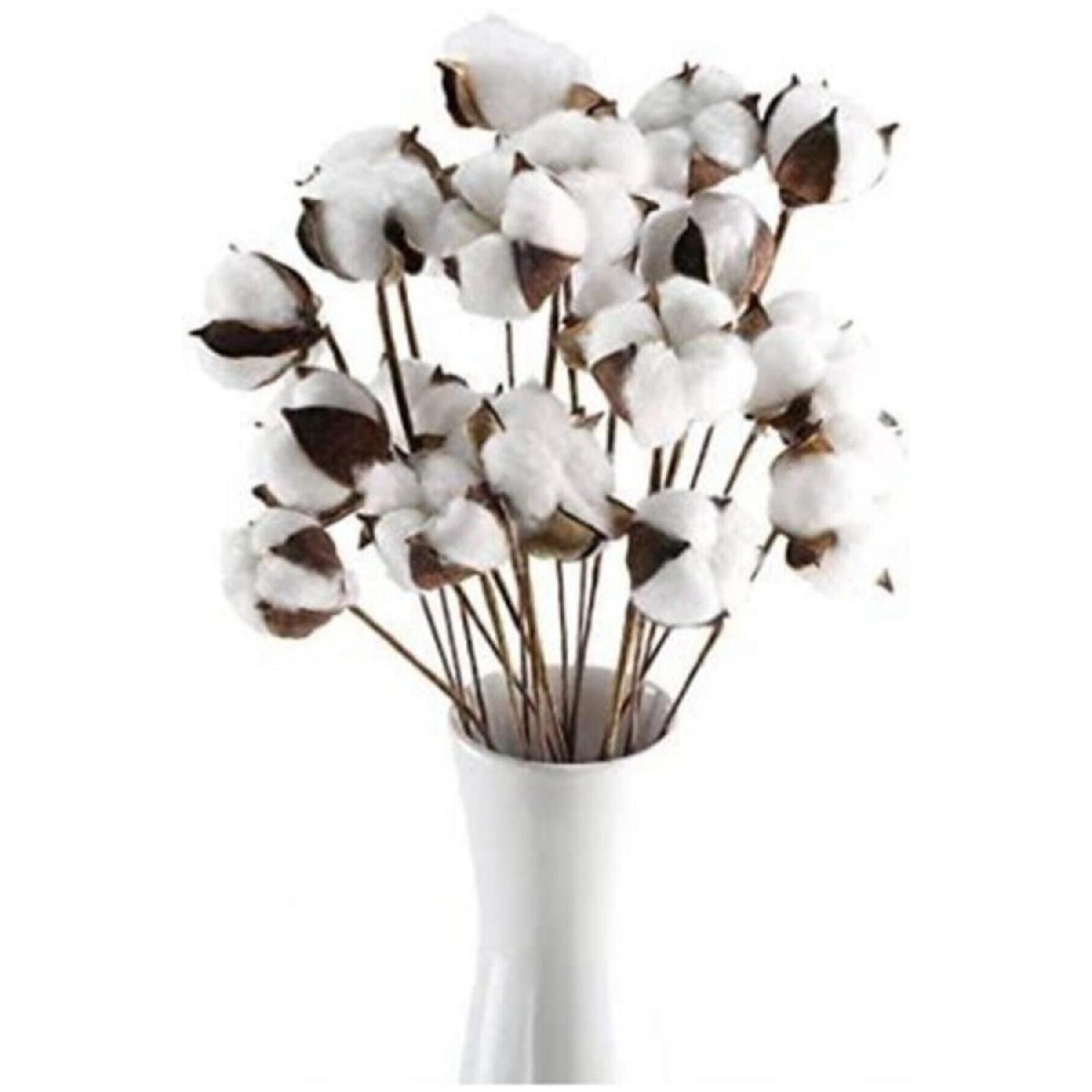 

Natural Cotton Branches 10 Pieces белый