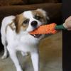 Cotton Rope Weaving Carrot Pet Toy for Puppies - Durable Wear & Bite Resistance Boredom Relief Dog Toy