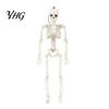 Posable Plastic Skeleton for Home Decor Realistic Halloween Figure, 40cm Joints Hanging Skull Decoration, Decorative Skeletons Porch Mini Bones