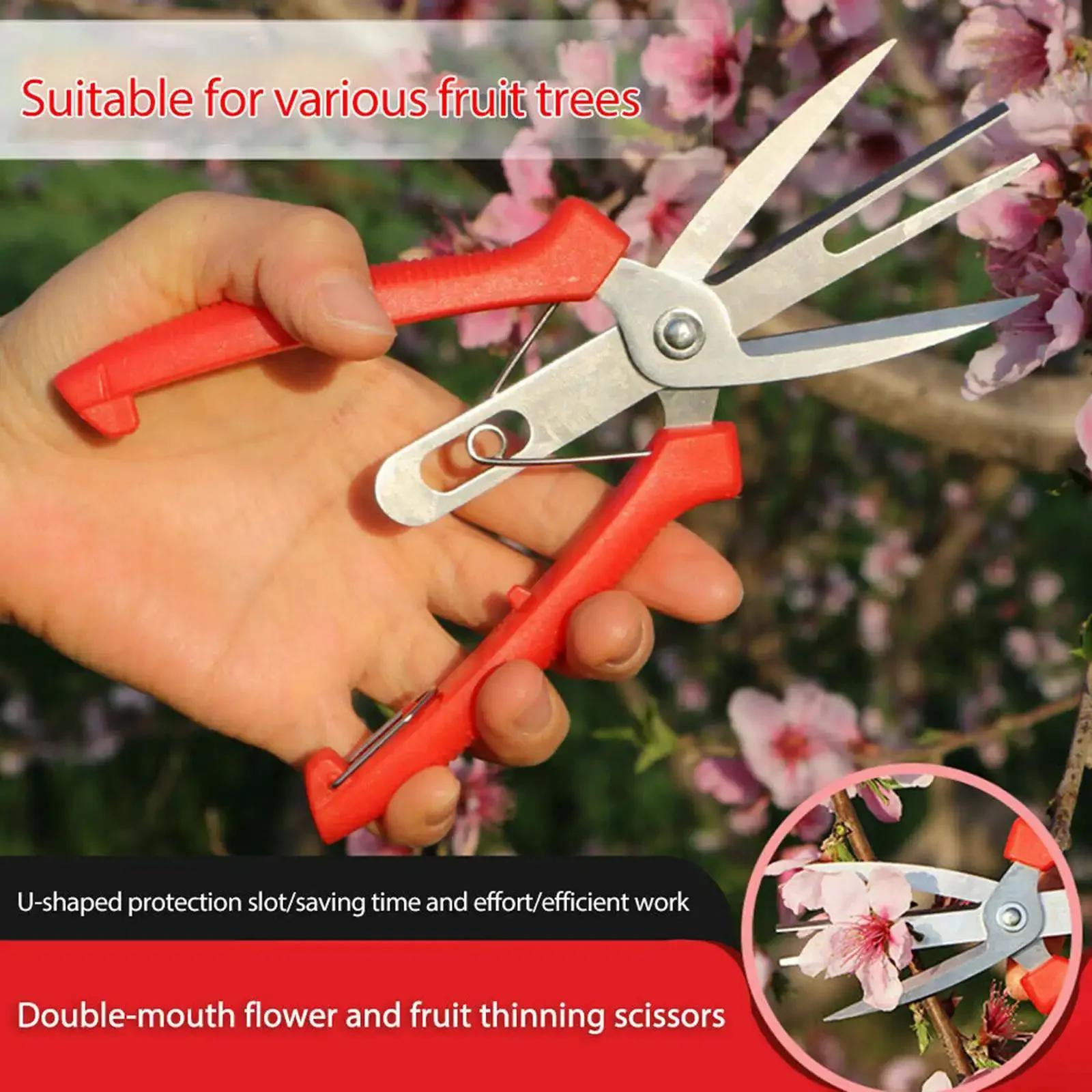 SK5 Carbon Steel Double-Port Fruit and Flower Thinning Shears Garden Pruning Shears Garden Tools 65 (mm) Hand Tools Scissors rosso