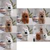 West Highland White Terrier Plush Toy With Pp Cotton Filling For Kids Gift