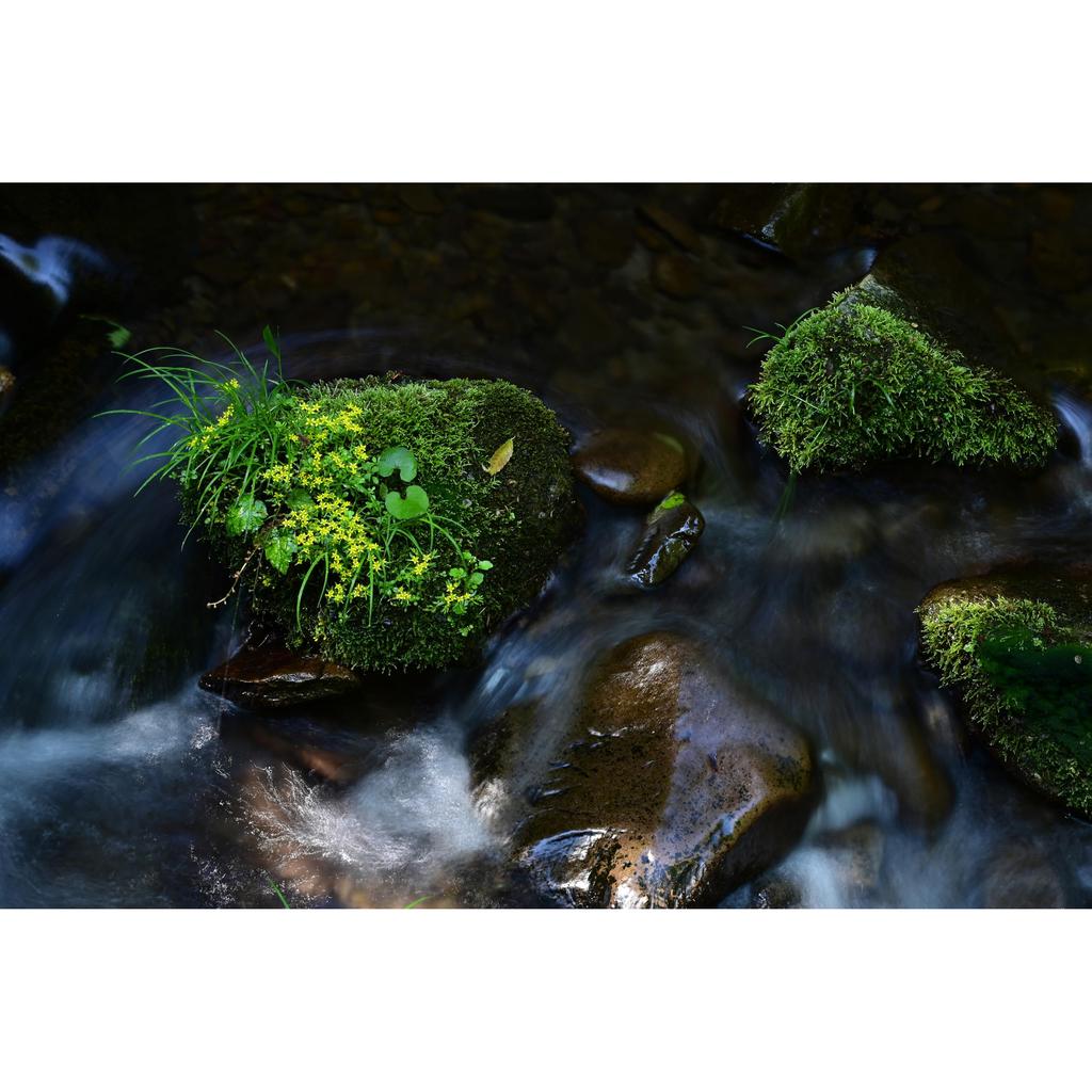 TAMRON 70-300mm F/4.5-6.3 Di III RXD Lens A047 for Nikon Z Mount