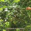 Artificial Banyan Branches with Laminated Plastic Leaves for Landscaping and Decoration
