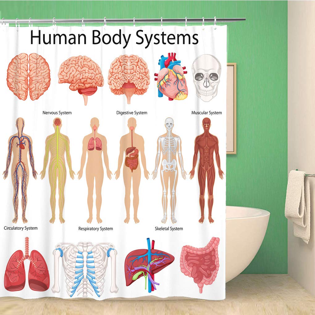 Menschlicher Körper Duschvorhang Illustration Badezimmer Dekor, Wissenschaft Menschliche Anatomie Duschvorhänge, Skelett Schädel Stoff Badezimmer Set