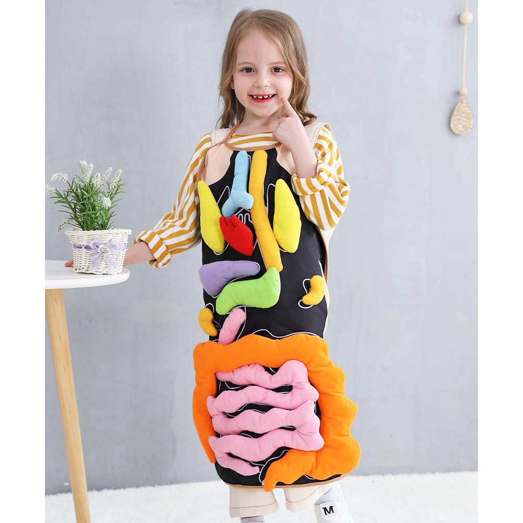 3D Organ Apron,  Anatomy Apron Human Body Organs Awareness Educational Toy for Home Preschool Teaching Aid
