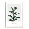 Green Leaf Poster Canvas Painting Plant Wall Art Pictures For Living Room Natural Modern Home Decorative Prints On The Wall