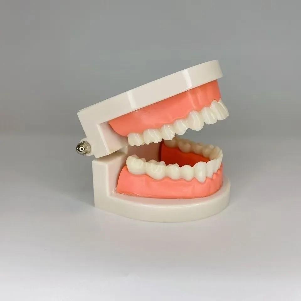 Kindergarten Dental Practice Model: Small Aesthetic Tooth and Oral Cavity Teaching Aid