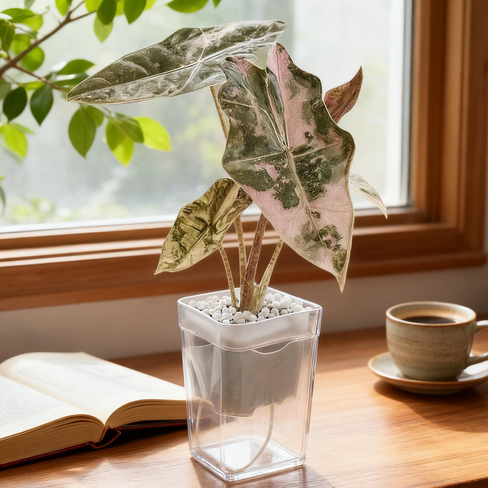 Self Watering Pot Double-deck Plastic Self-absorbent Lazy Flower Pot Clear with Hole Home Garden Pots Supplies China Mainland