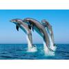 Animal Dolphins with Fish 5D Diy Diamond Painting Full Round Drill Mosaic Diamond Embroidery Rhinestones Home Decoration