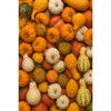 Terracotta Fall Pumpkin Canvas Gallery Wall Prints Autumn Maple Leaf Wheat Wall Art Farmhouse Thanksgiving Home Decor Gift