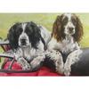 Caroline Cook Working Springers Greetings Card (Pack of 10)