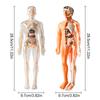 3D Human Skeleton Organ Anatomy Scientific Model Kit Kids Body Education Models Removable Simulation Diy Organ Assembly Model