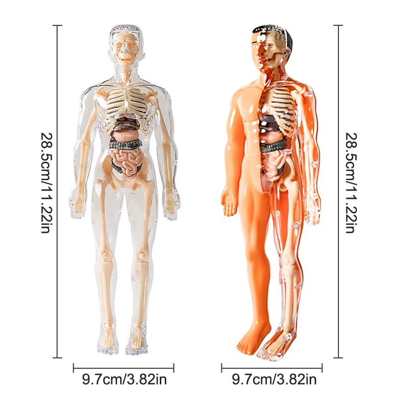 3D lidská kostra, anatomie orgánů, vědecký model, sada pro dětské tělesné vzdělávání, odnímatelné simulační modely pro kutily a sestavování orgánů