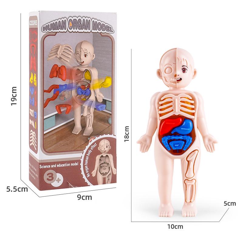 

Научная модель сборки органов человека для детей: Раннее образование и исследование скелета