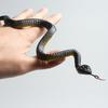 Small Fake Rubber Snake - Scary Prank Toy for Halloween & April Fool's