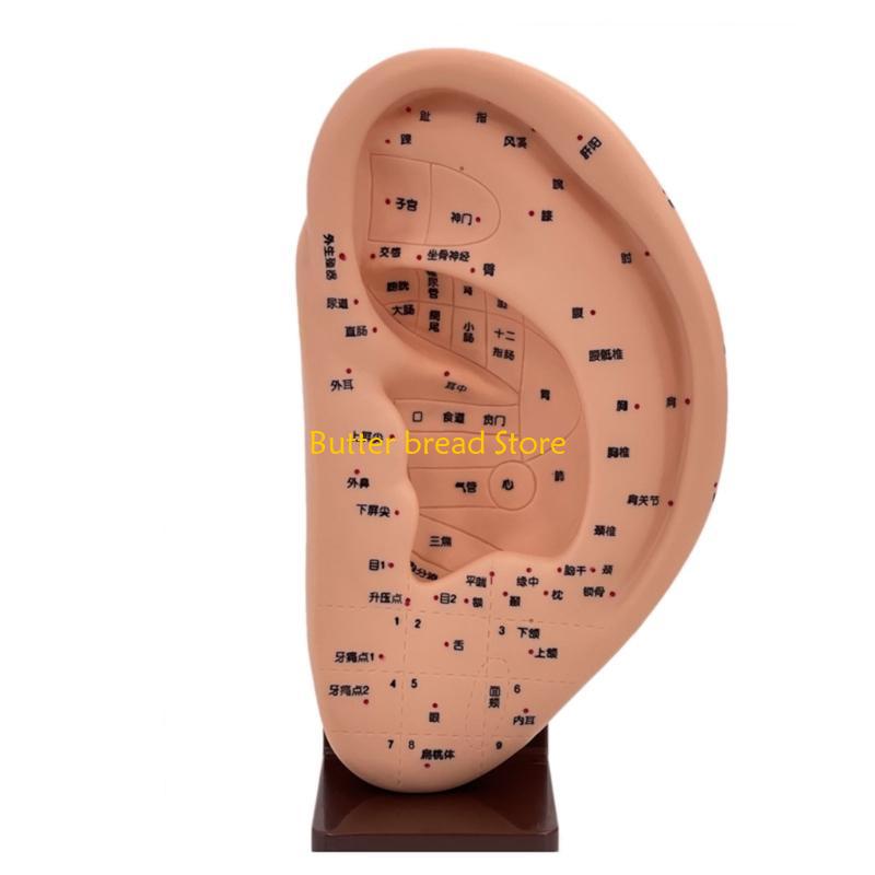 W89C Ear Acupoint Display Model Ear Massage Model Massage Tools Anatomical Ear Model China Mainland