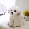 Dog Plush Maltese Toy Animal Stuffed Doll Home Bedroom Decoration Gift Kids