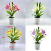 Brownii Lilium Var Viridulum Baker Potted Plant For Living Decor Room