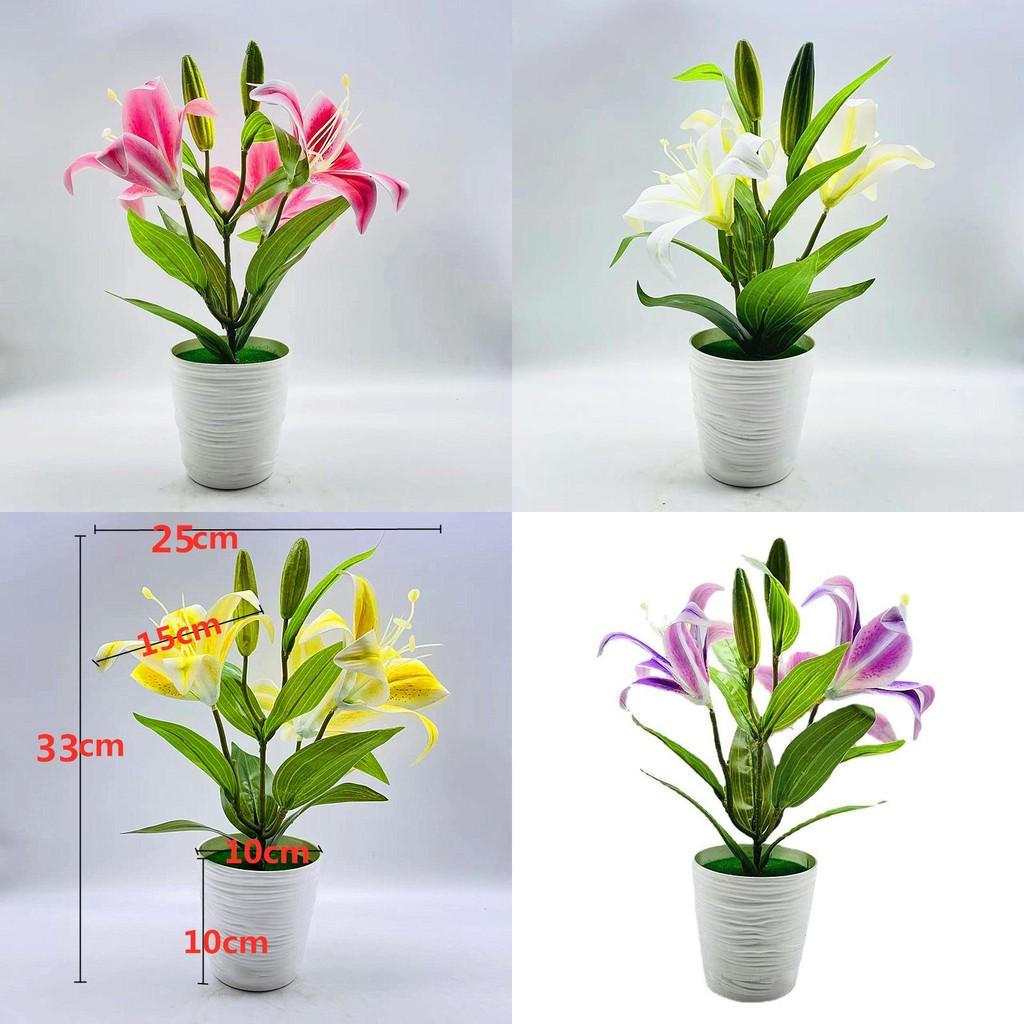 Brownii Lilium Var Viridulum Baker Potted Plant For Living Decor Room