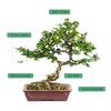 M METERXITY Bonsai Tools - 8.3 Stainless Steel Wire Cutter Plant Modeling Suitable Gardening Pruning Knob (210mm Silver)