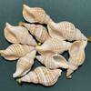 10Pcs Natural Small Triton Shell Charms 20×40~25×53mm Striped Seashell Pendants With Gold Bail Beach DIY Jewelry