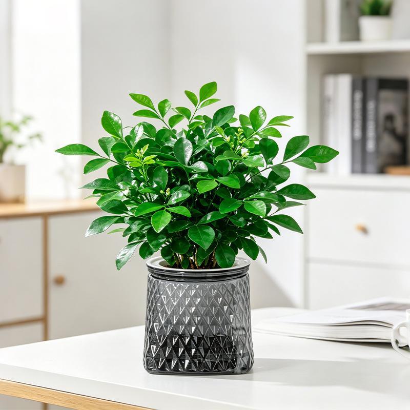 Mini Self Watering Flower Pot Fish Tank Transparent Plastic Plant Pots Self Watering Planter Pot Vase For Home Decoration