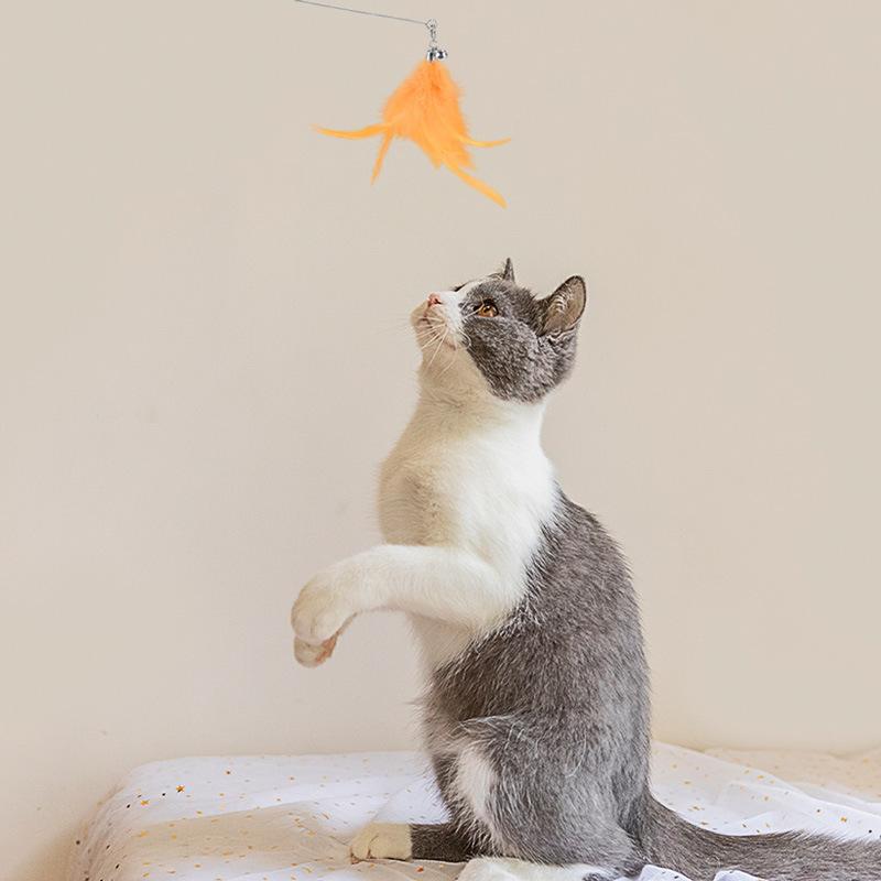 Wooden Handle Spring Feather Cat Wand Toy