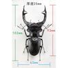 BACALYSO | Nirvana European Stag Beetle Figure, Coleoptera, Lucanidae, Genus Lucanidae, Refrigerator Ornament, Magnetic, Realistic, Adult, Illustrated