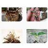 Root Stimulator For Cuttings 50ml Transplanting Nutrient Solution Plant Rapid Rooting Liquid For Garden Outdoor Greenhouse