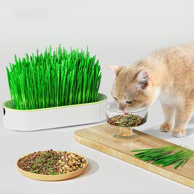 Cat Grass Plant Box Pet Growing Pot for Kitten Reusable Cat Snack Catnip Hydroponics Planting Container Greenhouse Grow Box