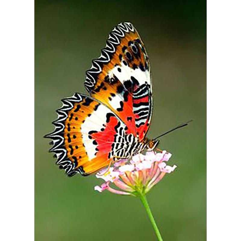 

5D DIY алмазная живопись полный круглый дрель цветок бабочка Алмазная вышивка комплект мозаика вышивка крестиком пейзаж домашний декор подарок Full Round 20x30CM