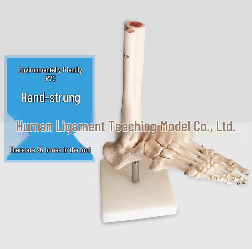 1:1 Human Foot and Ankle Joint Teaching Model for Hand and Foot Surgery 1:1 Scale