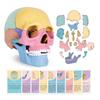 Modelo de Crânio de Anatomia Humana Com Cartão Flash Mini Modelo Médico Destacável Tamanho da Palma Auxílio de Ensino para Aula Kit Científico Interativo