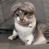 Stylish And Unique Pet Wig For Cats And Dogs Made Of Soft Nylon Fiber Ideal For Fashionable Pets