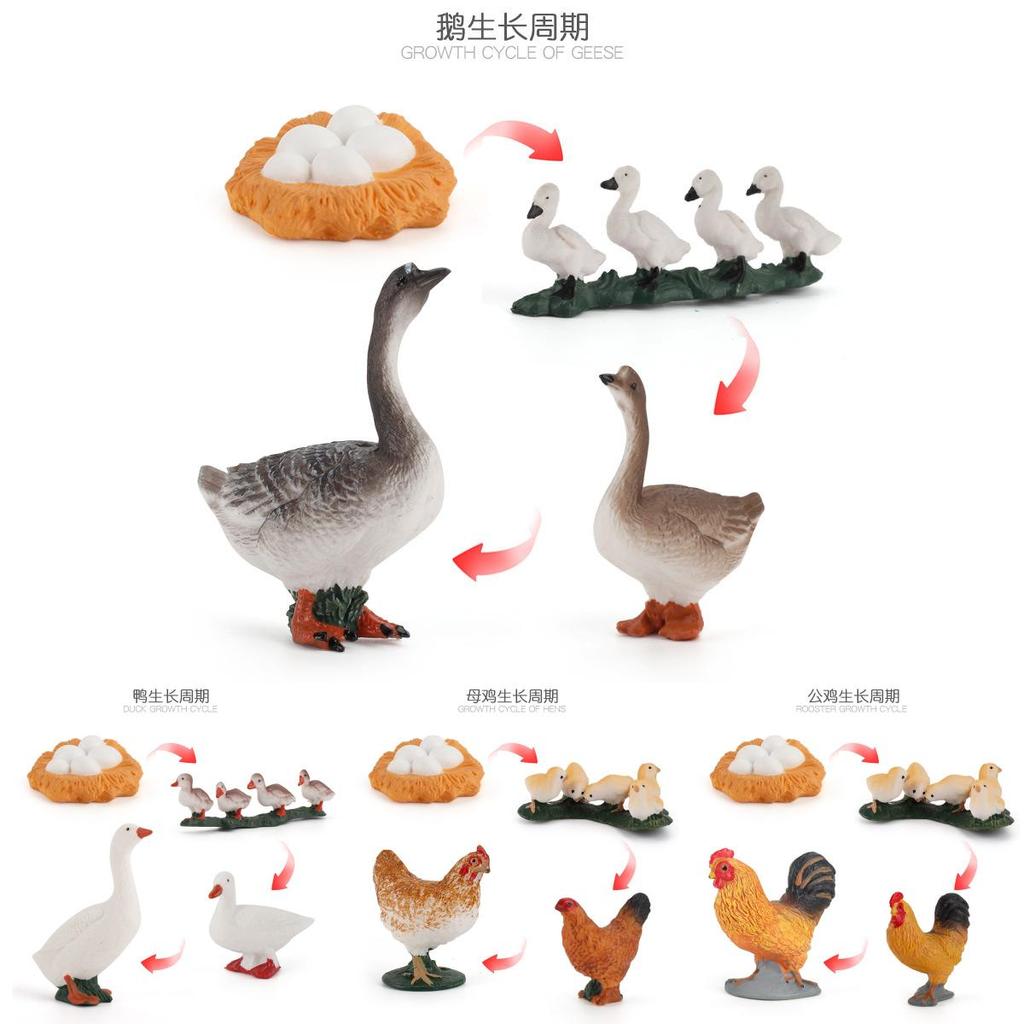 Static Poultry Animal Model With Incubation Process Display For Kids Educational Toy