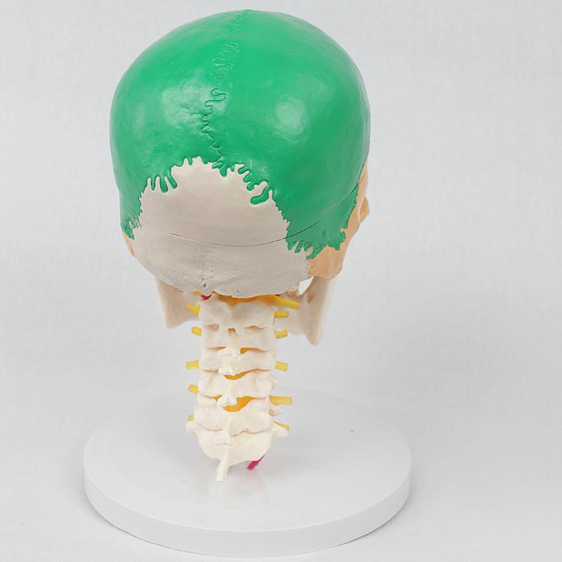 Colored 7-Section Cervical Spine and Skull Model for Orthopedic Teaching